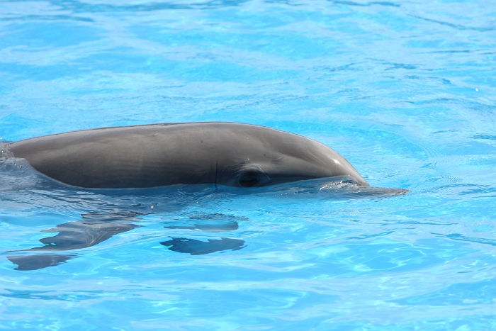 Marineland - Dauphins - 009